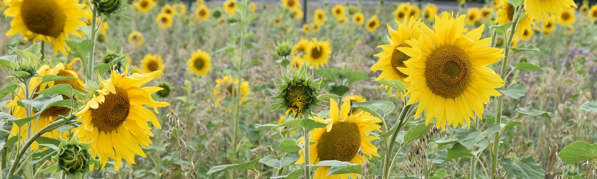 En tete tournesol