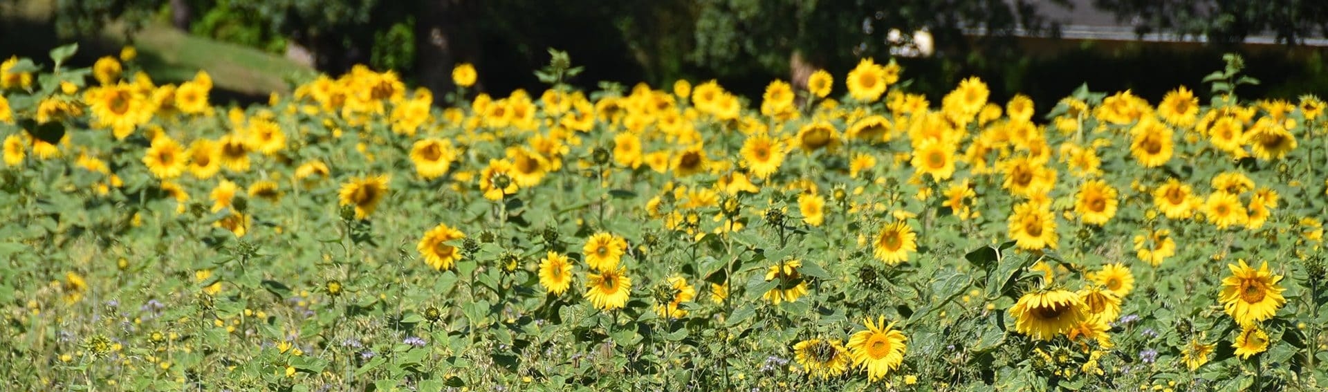 Le compostage et le jardinage au naturel - Chartres Métropole