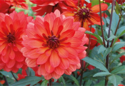 Dahlia du fleurissement