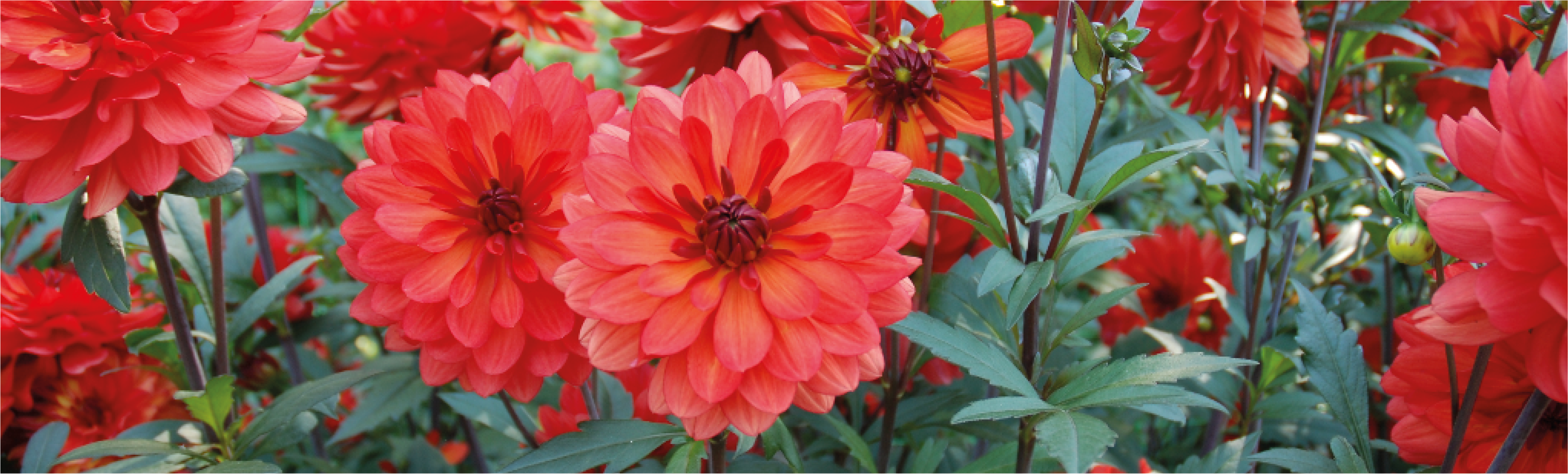 Dahlia du fleurissement